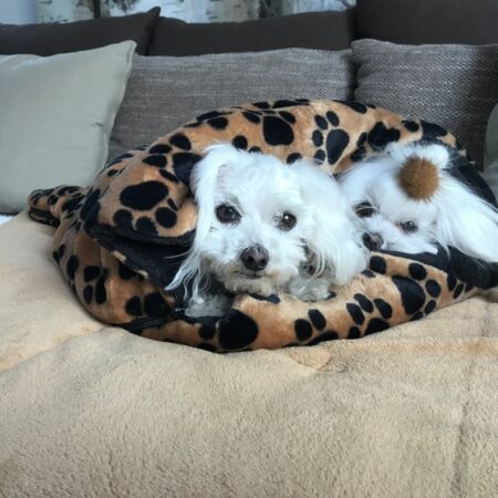 Schlafsack ,Decke ,Spielplatz für Hunde COGNAC PAWS