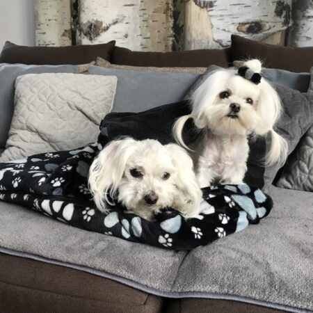 Schlafsack ,Decke ,Spielplatz für Hunde DARKBLUE PAWS