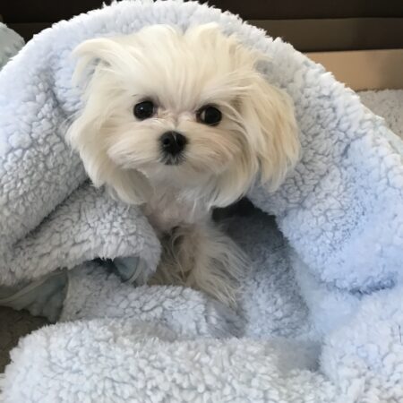 Schlafsack ,Decke ,Spielplatz für Hunde MINKY  BLUE