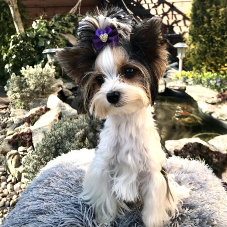 Schleife ,Spange GOLD HEART PURPLE