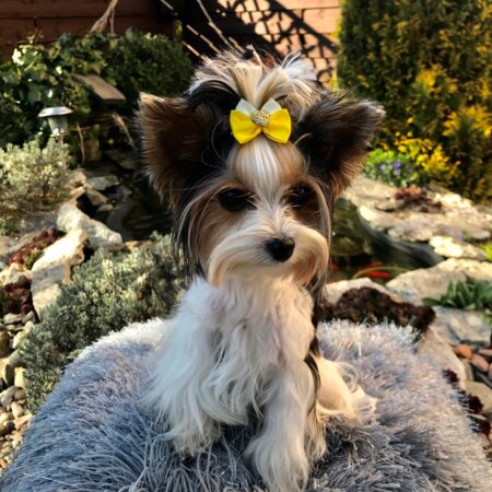 Schleife ,Spange GOLD HEART YELLOW