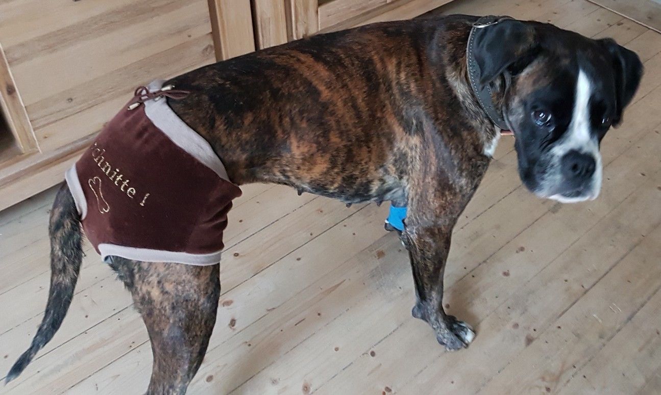 Schutzhöschen * DogsZone * GEILE SCHNITTE !