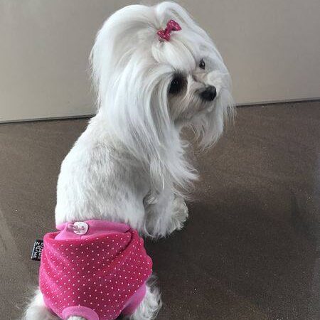 Schutzhöschen PINK bei Läufigkeit DOT EXTRA LANG