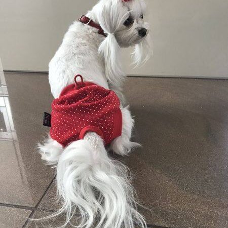 Schutzhöschen RED bei Läufigkeit DOT EXTRA LANG