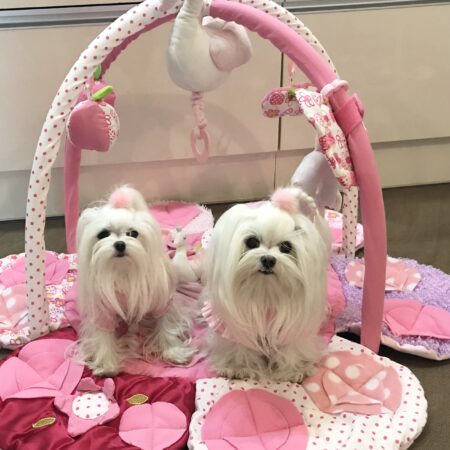 Schwan und Blumen und Freunde Schnüffelteppich mit Bögen für Hunde,Katzen,Welpen