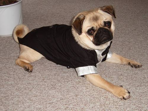 Smoking für Fr.Bullis LAS VEGAS BIG DOG