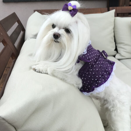 Softgeschirr * LILA DOTTY*