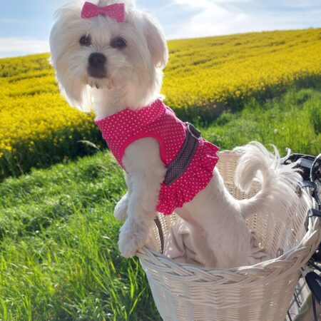 Softgeschirr * Pink & White * Dots