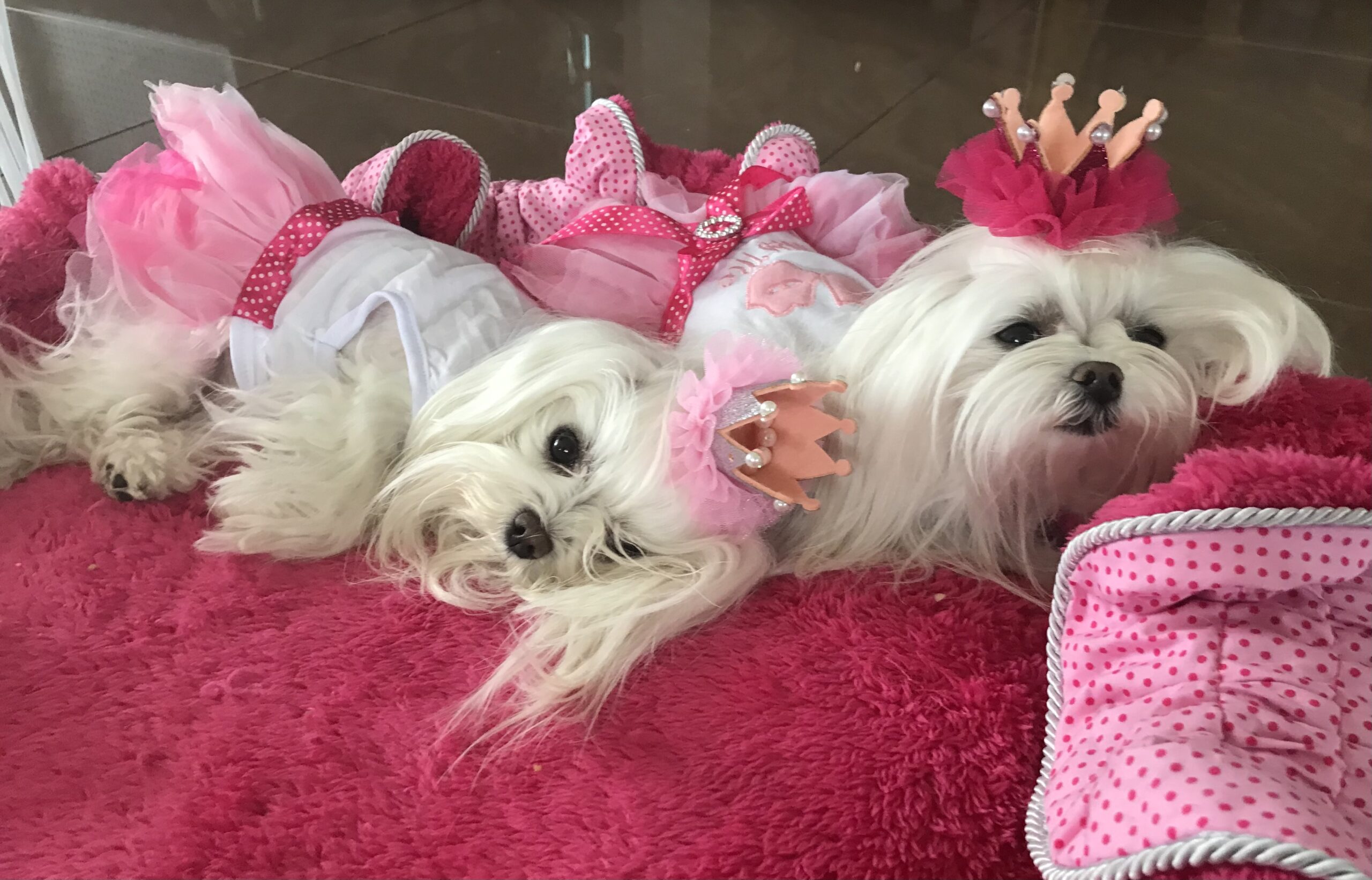 Spange BIG Krone Rose Silber