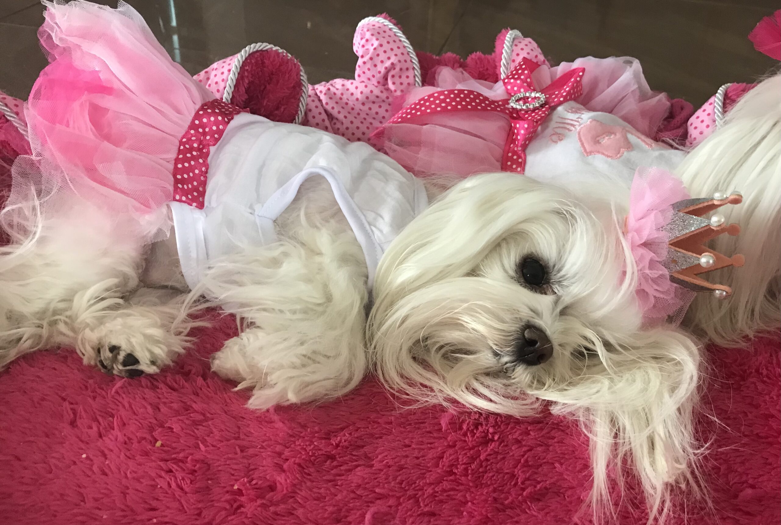 Spange BIG Krone Rose Silber