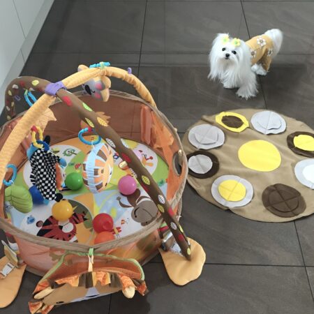 Spielpool LÖWE  mit Schnüffelteppich  für Hunde,Katzen,Welpen