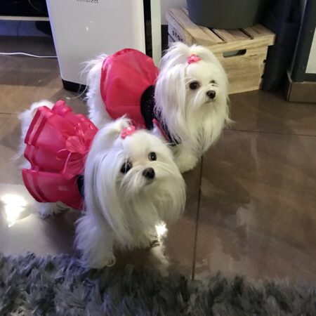 T-Shirt mit Tüllrock PINK DIVA