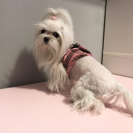 Weste Softgeschirr PINK KARO