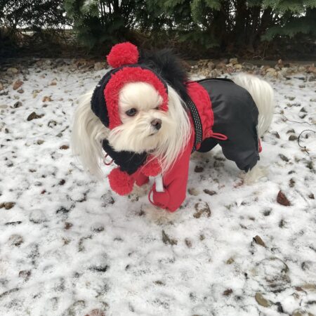 Hundecappy mit Bommel  ,Wintermütze VANCOUVER