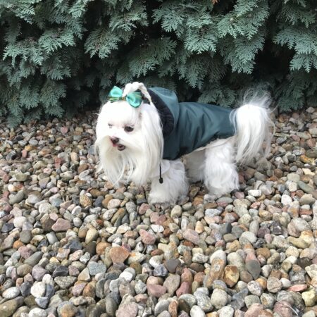 Winterjacke für Hunde LEVI in grün