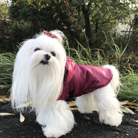 Winterjacke für Hunde LINA weinrot