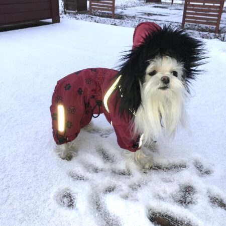 *LAPPLAND * Wintermantel GIRLS ONLY mit GESCHIRR kurze Beine für Hunde