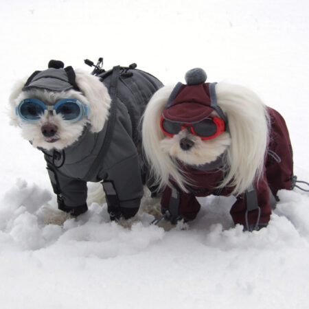 NORDPOL Wintermantel für Hunde inkl.Mütze,Schal,Geschirr für Hunde