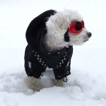 BLACK PAW Wintermantel für Hunde mit Geschirr für Hunde