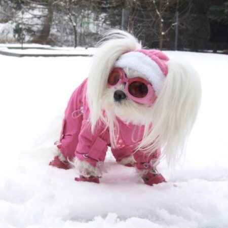 PINK PAW Wintermantel für Hunde mit Geschirr GIRLS ONLY für Hunde