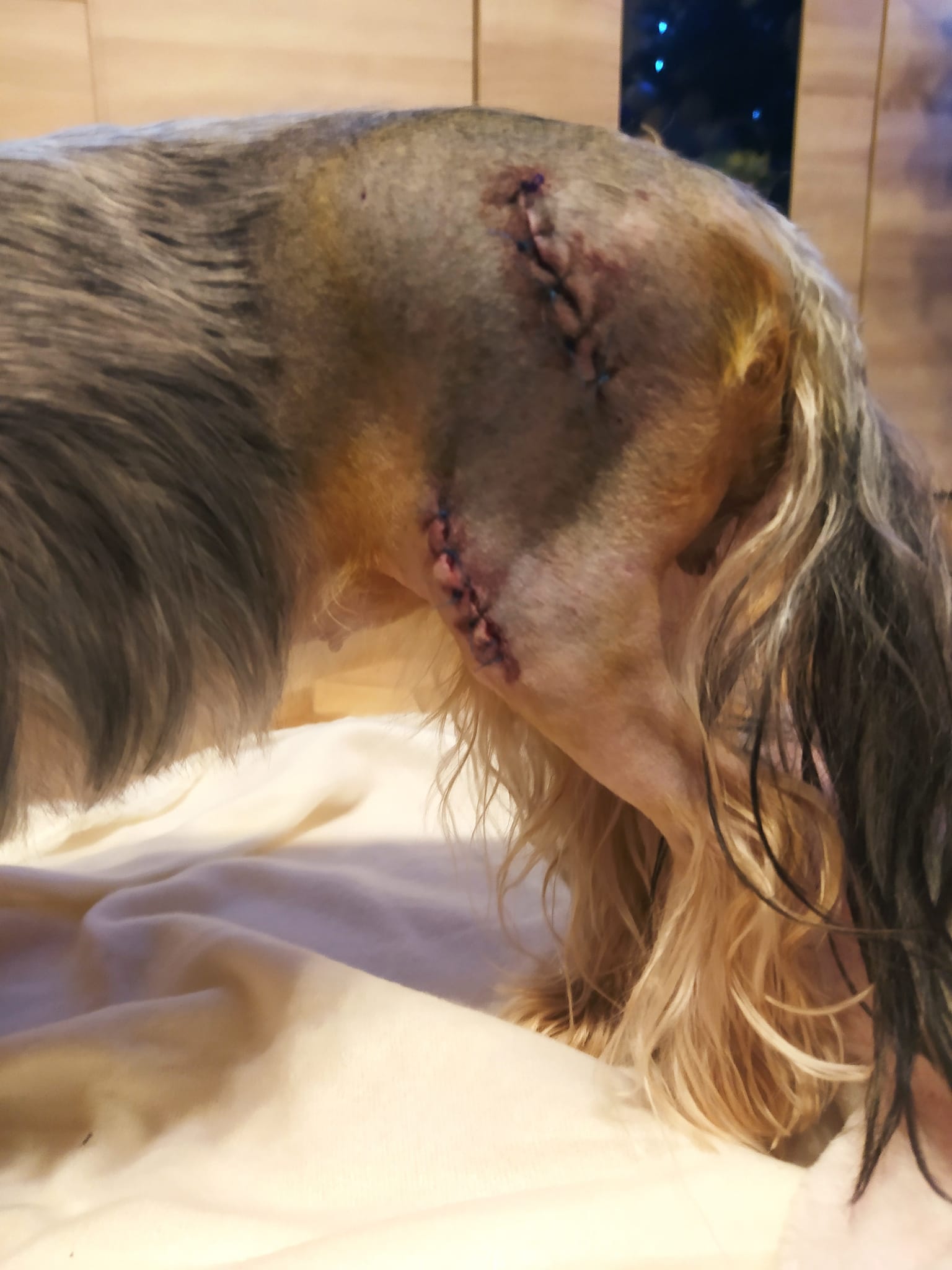 Wundschutz für hinterbeine ,Hunde OP Hosenbein BLACK